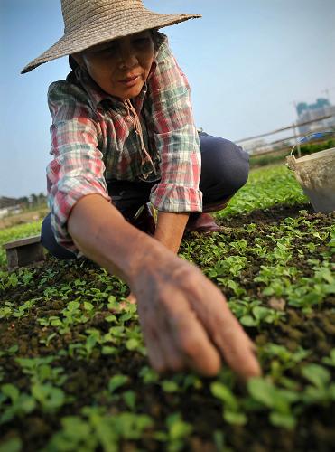 10月29日,一名農(nóng)民在海口市郊的菜地里為小白菜育苗。新華社記者 郭程 攝