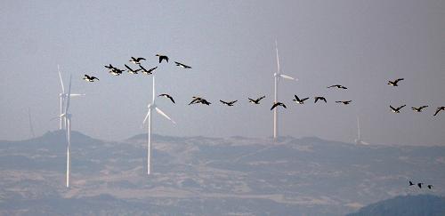 11月12日,候鳥(niǎo)在鄱陽(yáng)湖都昌馬影湖濕地上空飛翔。新華社發(fā)(傅建斌 攝)