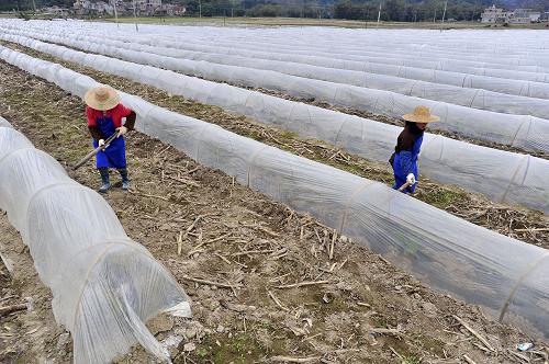2月26日,在廣西平果縣太平鎮(zhèn)袍烈村,村民在果園里覆蓋地膜,預(yù)防春種作物遭受凍害。新華社發(fā)(羅郅肯 攝)