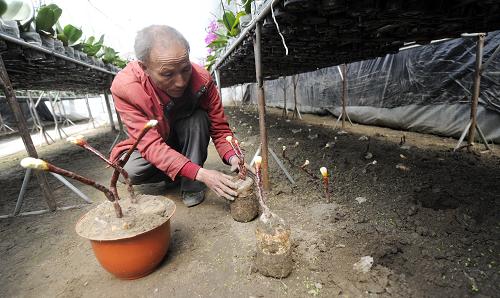3月20日,一名技術(shù)人員在林芝地區(qū)仿野生天麻育種基地檢查仿野生靈芝的長勢(shì)。西藏林芝地區(qū)素有雪域江南之稱,溫暖濕潤的氣候和肥沃的土地孕育了豐富的林下資源。林芝地區(qū)仿野生天麻育種基地從2005年建成并投入使用以來,試種了包括天麻在內(nèi)的30多種當(dāng)?shù)亓窒庐a(chǎn)品,基地技術(shù)人員總結(jié)技術(shù)經(jīng)驗(yàn)后再傳授給當(dāng)?shù)剞r(nóng)民,以逐漸改變當(dāng)?shù)?#8220;靠山吃山”的習(xí)慣,另辟蹊徑保護(hù)林芝地區(qū)特色林下資源。新華社記者 普布扎西 攝