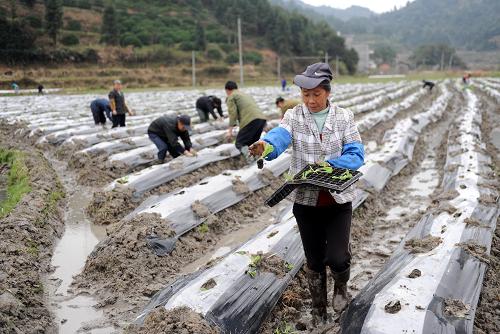 3月20日,江西南豐縣傅坊鄉(xiāng)荷塘村農(nóng)民在一起移栽煙苗。新華社記者 周科 攝