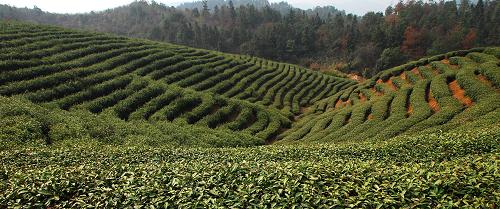 3月21日,江西九江廬山山北茶廠的茶園內(nèi)還沒有工人開采春茶。新華社發(fā)(胡國林 攝)