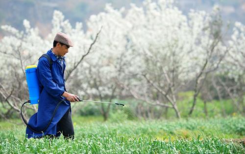 3月21日,貴陽市南明區(qū)永樂鄉(xiāng)永樂村農(nóng)民陳金松在果園里勞作。由于近段時(shí)間我國南方持續(xù)低溫,貴陽市春耕生產(chǎn)不同程度受到影響。目前,貴陽市的果蔬基地——南明區(qū)永樂鄉(xiāng)充分利用氣溫回升的時(shí)機(jī),調(diào)動全鄉(xiāng)力量,自籌近千萬元資金,加強(qiáng)果蔬種子、化肥、農(nóng)藥等農(nóng)用物資的供應(yīng),全鄉(xiāng)黨員和干部深入村組,帶領(lǐng)農(nóng)民狠抓田間管理和春耕備耕工作,全力保障春耕生產(chǎn)。新華社記者 楊楹 攝