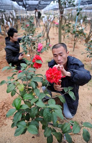 樂安縣龔坊鎮(zhèn)大地常春花卉苗木基地的農(nóng)民在為花木剪枝(3月21日攝)。新華社記者 周科 攝