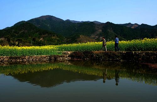 3月22日,游客在仙居縣雙廟鄉(xiāng)觀賞油菜花。新華社記者 韓傳號(hào) 攝