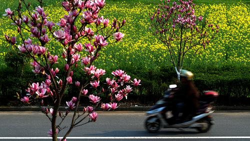 3月22日,仙居縣下各鎮(zhèn)張店村一處農(nóng)田里的油菜花與怒放的玉蘭花互相輝映。新華社記者 韓傳號(hào) 攝