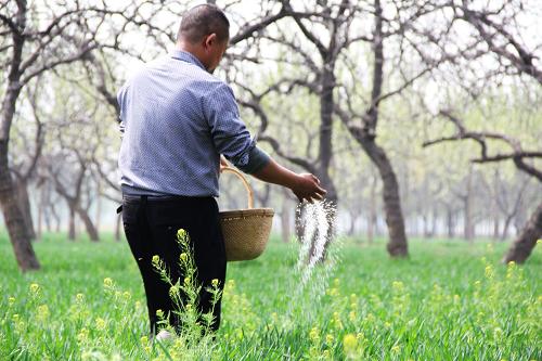 4月14日,河南省內(nèi)黃縣城關(guān)鎮(zhèn)關(guān)莊村農(nóng)民在麥田施肥。新華社發(fā)(劉肖坤 攝)