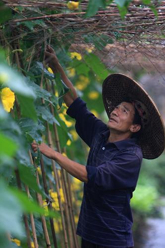 6月5日,廣西全州縣湯家村農(nóng)民在菜地里管護蔬菜。新華社發(fā)(王滋創(chuàng) 攝)