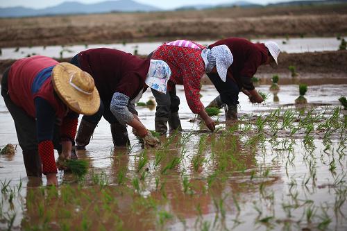 6月5日,山東即墨市金口鎮(zhèn)農(nóng)民在稻田里插秧。新華社發(fā)(梁孝鵬 攝)
