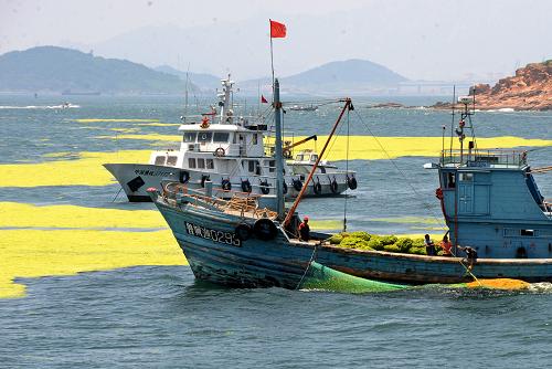 7月17日,一艘打撈船在青島浮山灣海面打撈滸苔。6月中旬以來(lái),青島市針對(duì)黃海海域遭遇的滸苔災(zāi)害,確立了“御滸苔于岸外”的海上處置原則,先后組織了232艘應(yīng)急打撈船,根據(jù)滸苔漂移態(tài)勢(shì)連續(xù)對(duì)重點(diǎn)海域的滸苔進(jìn)行海上攔截打撈;與此同時(shí)還建立起三道攔截網(wǎng),并對(duì)上岸滸苔及時(shí)清理,力爭(zhēng)將滸苔對(duì)濱海旅游業(yè)和養(yǎng)殖業(yè)的影響降至最低。截至目前,青島市海域、陸域已累計(jì)打撈清理滸苔63000余噸。新華社記者 李紫恒 攝