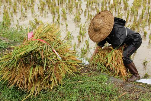 7月25日,廣西來賓市武宣縣武宣鎮(zhèn)馬步村的群眾冒雨搶收早稻。 新華社發(fā)(陳冬梅 攝)