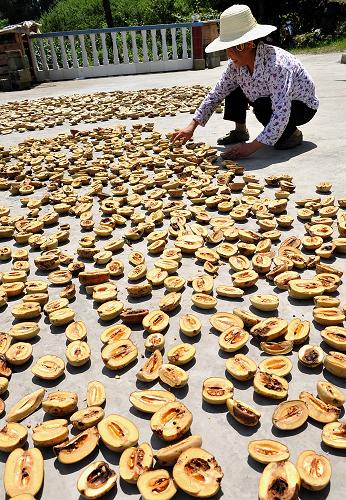 7月27日,湖北宣恩縣易家坪村農(nóng)民翻動晾曬的皺皮木瓜。 盛夏時節(jié),湖北省宣恩縣農(nóng)民種植的皺皮木瓜、百合、黃連等藥材相繼進入收獲期,農(nóng)民正加緊采收、晾曬藥材,準備出售。 素有“華中藥庫”之稱的湖北省恩施土家族苗族自治州常年藥材種植面積約140萬畝,藥材種植是當?shù)馗呱降貐^(qū)農(nóng)民穩(wěn)定增收的主要渠道之一。 新華社發(fā)(宋文 攝)