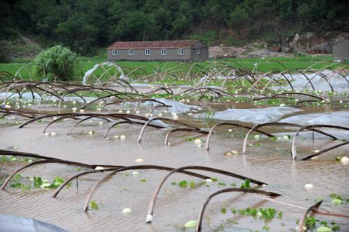 8月8日,在浙江三門縣健跳鎮(zhèn),強降雨導致的積水淹沒了一處瓜田。新華社記者 鞠煥宗 攝