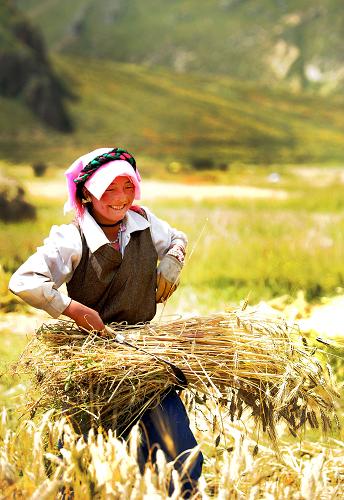 9月9日,西藏墨竹工卡縣尼瑪江熱鄉(xiāng)羊日崗村村民在收割青稞。新華社記者 文濤 攝