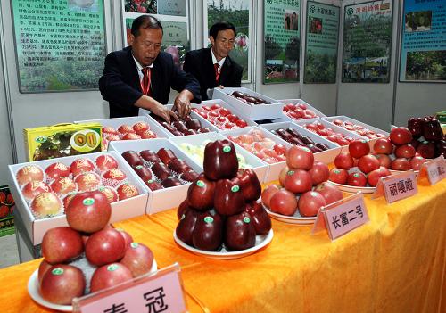 9月22日,參會(huì)企業(yè)在洛川國(guó)際蘋(píng)果博覽會(huì)上布置蘋(píng)果展品。當(dāng)日,第五屆中國(guó)陜西(洛川)國(guó)際蘋(píng)果博覽會(huì)在陜西洛川縣舉行,來(lái)自國(guó)內(nèi)外知名果品生產(chǎn)和營(yíng)銷企業(yè)的代表參會(huì)。博覽會(huì)期間還將舉行國(guó)際蘋(píng)果產(chǎn)業(yè)發(fā)展論壇和果品營(yíng)銷峰會(huì)。新華社記者 李一博 攝