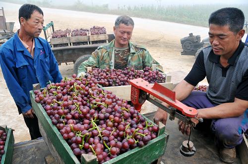 9月25日,山東省乳山市百姓葡萄專業(yè)合作社在育黎鎮(zhèn)南西屋村葡萄種植基地收購“訂單葡萄”。近日,乳山市成熟的鮮食葡萄進入大規(guī)模盛摘期,萬畝“訂單葡萄”在半個多月的時間內(nèi)將全部下架。目前每公斤收購價高達5.8元-6元,較往年增長20%左右。乳山市實行全區(qū)域農(nóng)業(yè)安全管理模式,先后帶動全市6100多農(nóng)戶發(fā)展葡萄種植,總種植面積達1.2萬畝,其中八成為“訂單葡萄”。新華社發(fā)(劉國賢 攝)
