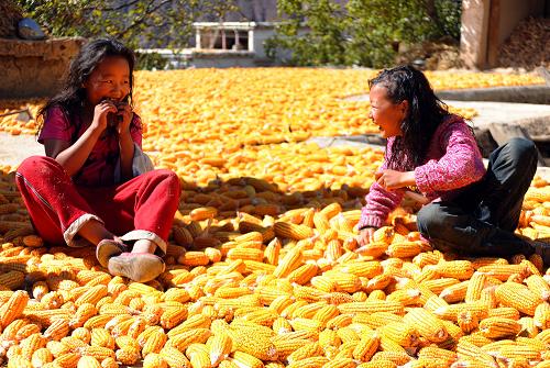 10月21日,西藏芒康縣納西民族鄉(xiāng)的兩名小學(xué)生在晾曬的玉米堆里玩耍。新華社記者 文濤 攝