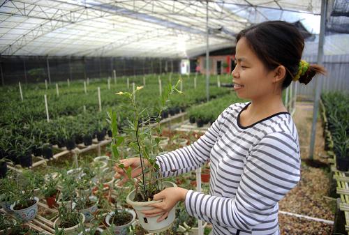 10月28日,廣西容縣容州鎮(zhèn)農(nóng)民在種植鐵皮石斛。新華社記者 張愛(ài)林 攝