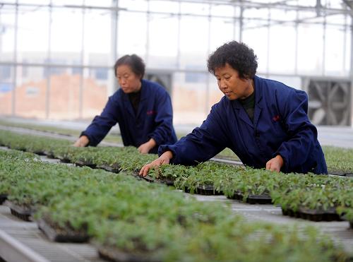 東賈村育苗中心的工人在育苗(12月12日攝)。新華社記者 燕雁 攝