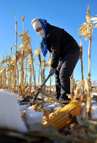 12月18日,翁牛特旗烏丹鎮(zhèn)布日墩嘎查的劉永霞從厚厚的積雪下面刨玉米。新華社記者 任軍川 攝