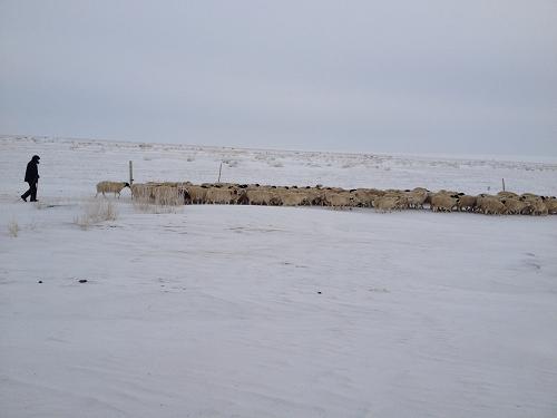 雪災(zāi)導(dǎo)致部分牧民飼草料短缺。這是內(nèi)蒙古正鑲白旗的牧民王吉拉出來(lái)放羊,小羊在覓食(12月20日攝)。新華社記者 張麗娜 攝
