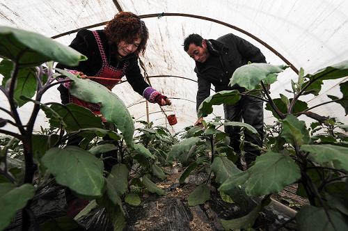 1月7日,種植戶(hù)王明方(左)在農(nóng)技人員指導(dǎo)下給茄子人工授粉。她家種植了十畝蔬菜,年收益超過(guò)20萬(wàn)元。新華社記者 徐昱 攝