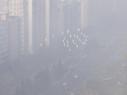 1月12日,一群鴿子在霧霾籠罩的北京城區(qū)上空飛翔。新華社發(fā)(王俊峰 攝)