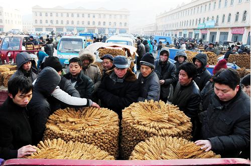 1月16日,在位于甘肅岷縣的中國當歸城,大批的藥商、藥農(nóng)聚集在市場上進行中藥材交易。甘肅岷縣素有“千年藥鄉(xiāng)”之稱,盛產(chǎn)中藥材200余種,尤以當歸馳名中外。2012年5月的特大雹災(zāi)給當?shù)氐闹兴幉漠a(chǎn)業(yè)帶來極大損失,中藥材交易一度受到影響,但由于當?shù)剞r(nóng)牧、藥材管理部門在災(zāi)害發(fā)生后及時組織藥農(nóng)采取多種方式展開生產(chǎn)自救,使得2012年當?shù)刂兴幉漠a(chǎn)量穩(wěn)定,未影響市場供應(yīng)。新華社記者 范培珅 攝