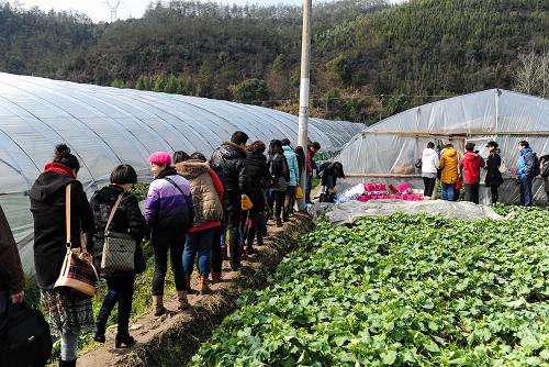 2月20日,游客排隊(duì)進(jìn)入浙江省建德市下涯鎮(zhèn)紅群草莓專業(yè)合作社的草莓大棚,體驗(yàn)采摘樂(lè)趣。春節(jié)長(zhǎng)假期間,“中國(guó)草莓之鄉(xiāng)”浙江省建德市的草莓種植戶們迎來(lái)了眾多各地游客。據(jù)統(tǒng)計(jì),到建德體驗(yàn)草莓采摘游的客人從2008年的4000余人次,上升到2012年的近10萬(wàn)人次。建德草莓種植經(jīng)過(guò)30多年的發(fā)展,已形成集草莓種苗繁育、技術(shù)服務(wù)、草莓種植、鮮果營(yíng)銷等完整的產(chǎn)業(yè)體系和產(chǎn)業(yè)集群。全市共有近萬(wàn)戶農(nóng)戶從事草莓產(chǎn)業(yè),種植草莓面積2萬(wàn)余畝,并建立了一批草莓精品園和農(nóng)家樂(lè)采摘游觀光示范點(diǎn),草莓總產(chǎn)值超過(guò)9億元。新華社記者 徐昱 攝