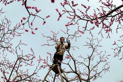 3月15日,四川省漢源縣雙溪萬畝桃園里,當(dāng)?shù)卮迕裨谑杌āP氯A社記者 江宏景 攝