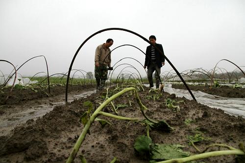 3月23日,在江西省靖安縣雙溪鎮(zhèn)雙溪村,蔬菜大棚和菜苗嚴重受損。新華社發(fā)(徐仲庭 攝)