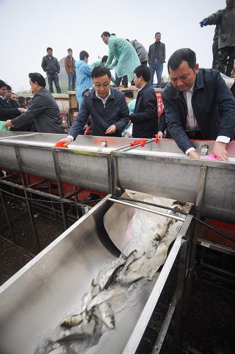 4月1日,工作人員和志愿者將魚苗放歸湘江。當日,湖南省在湘江干流首次實施全面禁漁制度,湖南畜牧水產(chǎn)局和長沙市政府組織工作人員和志愿者將500萬尾優(yōu)質(zhì)幼苗放入湘江,其中包括國家二級保護動物胭脂魚5萬尾、背瘤麗蚌10萬尾。為保護湘江魚類資源和水域生態(tài)環(huán)境,湖南省去年9月正式通過了《湖南省湘江保護條例》。從今年開始,每年的4月1日12時至6月30日12時為湘江干流禁漁期。禁漁范圍是上起永州市零陵區(qū)老埠頭,下至岳陽市湘陰縣濠河口的湘江干流670公里水域,包括永州、衡陽、湘潭、株洲、長沙、岳陽等市州。禁漁期間禁止在禁漁水域內(nèi)開展任何捕撈作業(yè)。新華社記者 白禹 攝