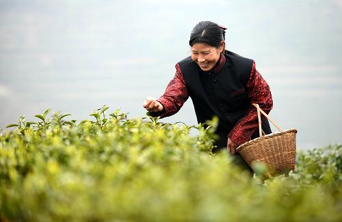 4月3日,一名茶農(nóng)在南昌市灣里區(qū)太平鄉(xiāng)獅山茶園采摘茶葉。新華社記者 周科 攝