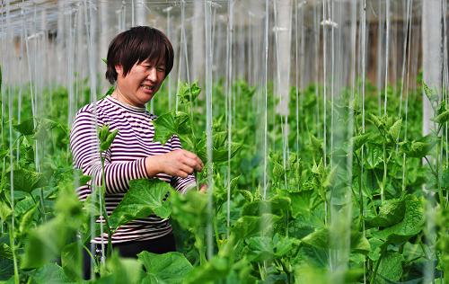 4月7日,山東省鄒平縣焦橋鎮(zhèn)后三村黃瓜技術人員在管理黃瓜苗。新華社發(fā)(董乃德 攝)