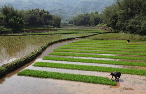 4月7日,四川省宜賓市長(zhǎng)寧縣桃坪鄉(xiāng)大林村村民在雨后搶栽水稻。4月4日開(kāi)始,連續(xù)的降雨讓四川南部旱情得到緩解,當(dāng)?shù)剞r(nóng)民抓緊時(shí)機(jī)進(jìn)行春耕春播,農(nóng)技人員也分組深入鄉(xiāng)鎮(zhèn)進(jìn)行指導(dǎo)。去年入冬以來(lái),四川南部降雨量較多年同期偏少,冬干春旱氣候持續(xù)發(fā)展,對(duì)小春生產(chǎn)、大春育苗等造成一定影響。新華社發(fā)(劉龍泉 攝)