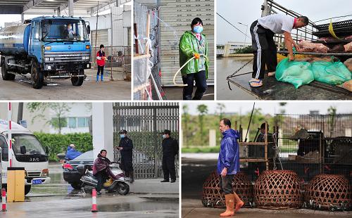 這是福州海峽家禽批發(fā)市場(下左),市場工作人員對市場內(nèi)的店鋪和過磅交易地點進行消毒清洗(上左、上中、下右),商家忙著把批發(fā)市場內(nèi)的活禽轉(zhuǎn)移到其它市場進行銷售(上右)(5月1日攝,拼版照片)。當(dāng)日,為進一步防控H7N9,福建緊急關(guān)閉位于閩侯南通的福州地區(qū)最大家禽批發(fā)市場——福州海峽家禽批發(fā)市場,暫停家禽批發(fā)交易,并且在三公里范圍內(nèi)所有家禽購買點及宰殺點全部關(guān)閉。根據(jù)福建省衛(wèi)生廳30日的通報,福建新確診1例人感染H7N9禽流感病例。截至目前,福建省共發(fā)現(xiàn)3例人感染H7N9禽流感確診病例,均為散發(fā)病例,無死亡病例。新華社記者 魏培全 攝