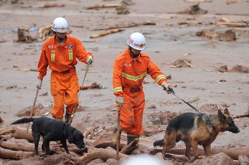 7月12日,消防隊員牽著搜救犬在都江堰市中興鎮(zhèn)三溪村滑坡現(xiàn)場進行搜救。新華社記者 薛玉斌 攝