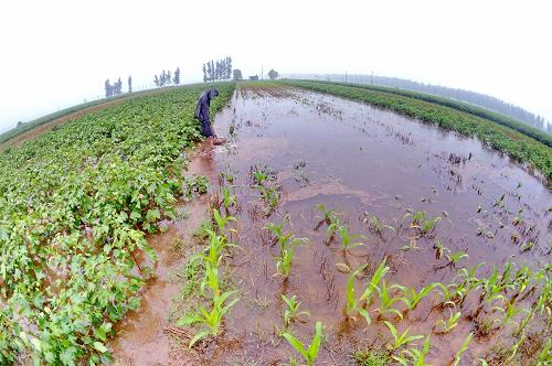 這是新河縣南馮召村的一位農(nóng)民冒雨在田間挖溝排積水(7月11日攝)。記者從河北省民政廳獲悉,今年入汛以來,該省因遭受風(fēng)雹、洪澇等自然災(zāi)害,造成125個縣(市、區(qū))受災(zāi)。截至目前,受災(zāi)人口466.74萬人,因災(zāi)死亡9人,緊急轉(zhuǎn)移安置1.29萬人,農(nóng)作物受災(zāi)面積391.76千公頃,絕收面積21.76千公頃,倒塌房屋2564間,嚴(yán)重受損房屋3000間,直接經(jīng)濟損失27.98億元。新華社記者 楊世堯 攝
