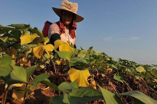 8月11日,在安徽省長豐縣,農(nóng)民陳家菊查看自家田里泛黃的紅薯秧。新華社發(fā)(楊曉原 攝)