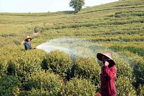 8月11日,在杭州龍塢茶村茶園里澆水的一名茶農(nóng)用電話(huà)指揮數(shù)百米外看管水泵的同伴。杭州市區(qū)持續(xù)40℃以上高溫天氣所造成的干旱,給西湖龍井茶原產(chǎn)地一、二級(jí)保護(hù)基地的大批龍井茶樹(shù)帶來(lái)了“滅頂之災(zāi)”,茶農(nóng)們雖夜以繼日地采用人工澆水等方式奮力抗旱,但仍難以挽回巨大損失。新華社發(fā)(李忠 攝)