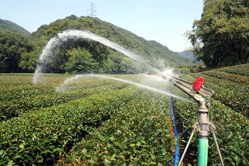 8月11日,在杭州梅家塢的平地茶園里,茶農(nóng)采用自備水泵、水管和移動(dòng)式噴灌設(shè)備為茶園澆水。新華社發(fā)(李忠 攝)