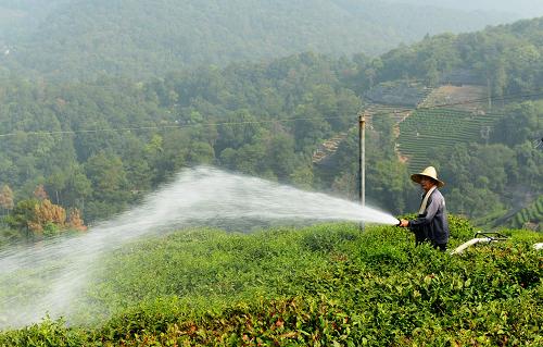 8月18日,在杭州西湖街道的西湖龍井茶園,一名茶農(nóng)在澆水抗旱。新華社發(fā)(龍巍 攝)