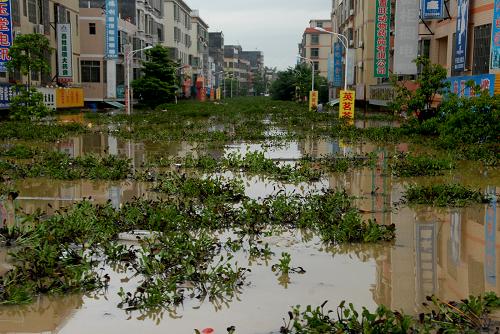 8月18日,廣東英德浛洸鎮(zhèn)街道被洪水浸泡。受強臺風“尤特”環(huán)流影響,廣東省英德市自8月15日以來出現(xiàn)暴雨、局部大暴雨,境內(nèi)北江、連江先后超出警戒水位,部分鎮(zhèn)街不同程度受災。據(jù)初步統(tǒng)計,截至18日11時,英德市大灣、青塘、浛洸、石灰鋪、橫石塘等14個鎮(zhèn)受災,受災群眾3萬多人。目前,英德市已啟動防汛應急響應,迅速組織人員開展抗洪搶險救災工作。新華社發(fā)(李作描 攝)