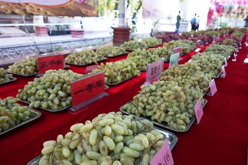 8月20日,吐魯番葡萄節(jié)上展示了各種各樣供人們鑒賞、品嘗的葡萄。新華社發(fā)(姜曉明 攝)