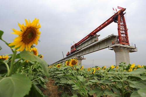 中鐵十一局三公司的鋪架人員在烏錫鐵路黃河特大橋上通過架橋機架設(shè)T型梁(8月19日攝)。新華社記者 郝同前 攝