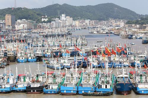 浙江舟山市沈家門漁港內(nèi)泊滿了進(jìn)港避風(fēng)和休漁的漁船(8月20日攝)。新華社記者 徐昱攝