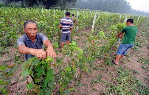8月28日,河北霸州市老堤村村民在該村流轉出去的土地上“打工”。近年來,河北霸州堅持把土地流轉與發(fā)展現代農業(yè)相結合,創(chuàng)新土地流轉方式,大力發(fā)展規(guī)模特色農業(yè)、高效農業(yè)和無公害農業(yè)。目前,該市參與流轉耕地經營權的村街有213個,流轉土地面積13.42萬畝,3萬多名農民成為既在當地農業(yè)經濟組織上班領工資又收土地租金的“兩棲”農民。新華社記者 李曉果 攝