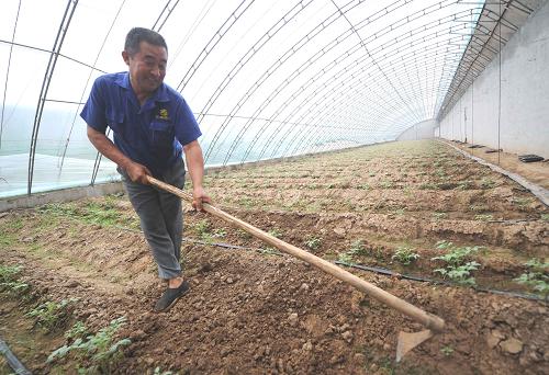 8月28日,河北霸州市北頭村村民陳則江在自己流轉出去的土地上“打工”。他除每年有租金收入外,每月還有2000多元工資收人。新華社記者 李曉果 攝