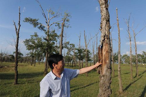 8月21日,在河北省張北縣張化線一側(cè)的楊樹林,一棵已經(jīng)枯死的楊樹樹皮很容易被揭開。新華社記者 王民 攝