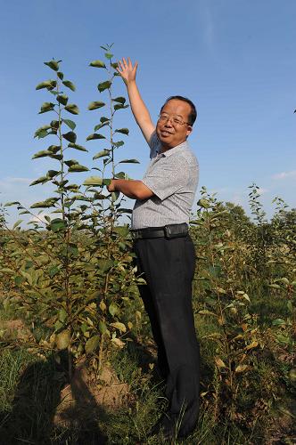 8月21日,在河北省張北縣張化線一側(cè)的楊樹林更新復壯改造試點,一棵僅保留根部的衰老楊樹重新煥發(fā)生機。新華社記者 王民 攝
